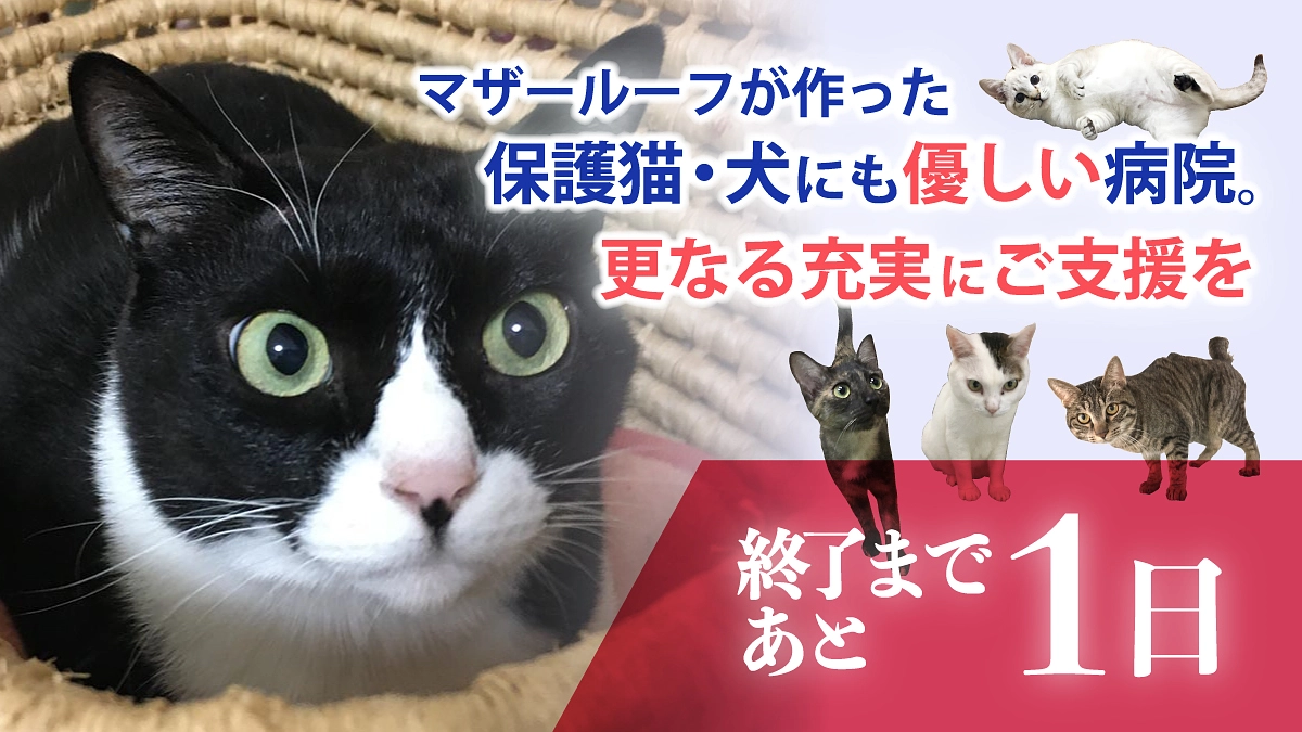【残り1日！第二目標500万円！】感謝の気持ちを込めながら最後まで頑張ります！