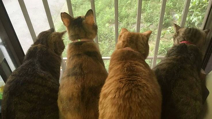 保護猫活動の資金援助