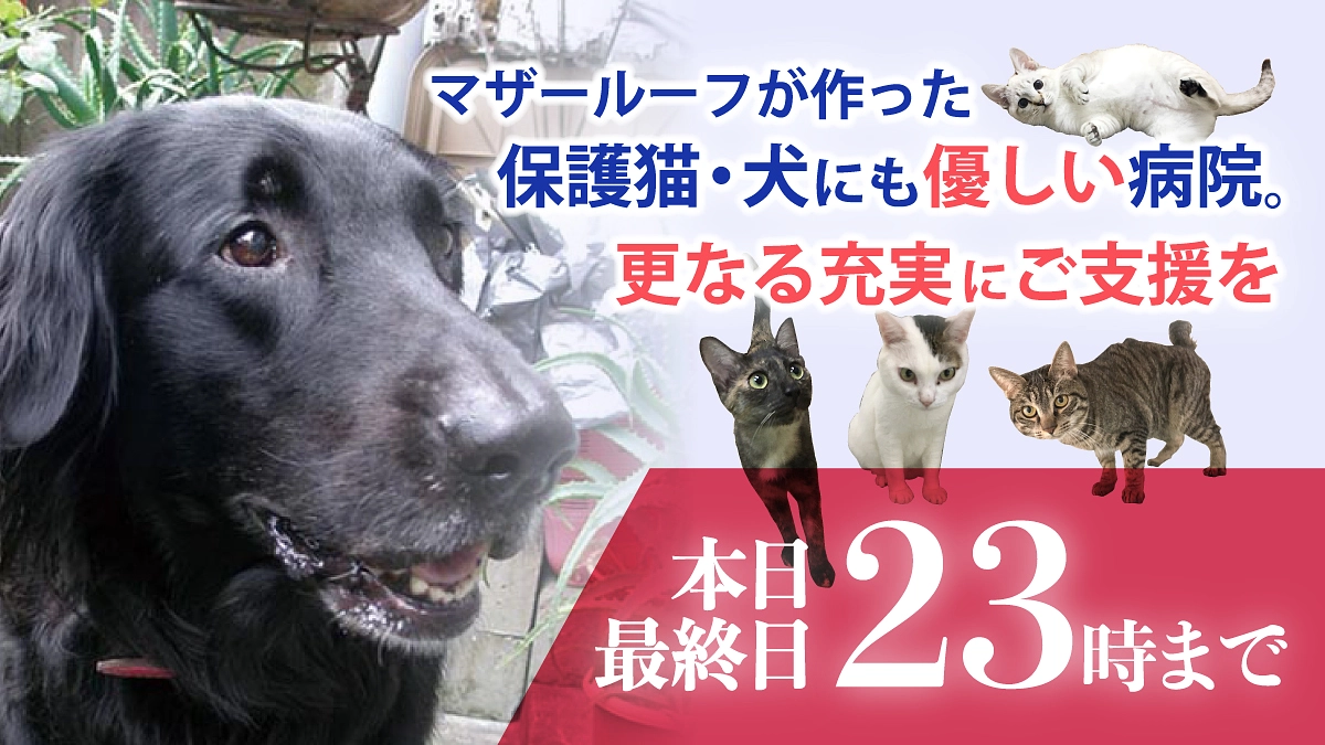 【本日最終日！第二目標500万円！】最後まで一緒に見守っていただけますと幸いです。