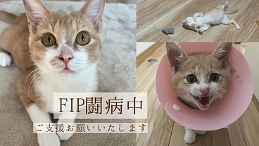 【FIP】むぎくんの命を助けてください。 のトップ画像