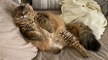 ルウの脳腫瘍の手術と治療にかかる費用をご支援願います！ のトップ画像