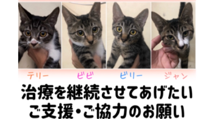 猫伝染性腹膜炎(FIP)+肺の化膿性炎症の2匹の命をつなぎたい。