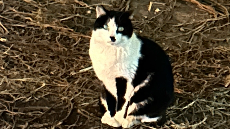 商業施設に暮らす地域猫達との共存を目指して…力を貸してください！