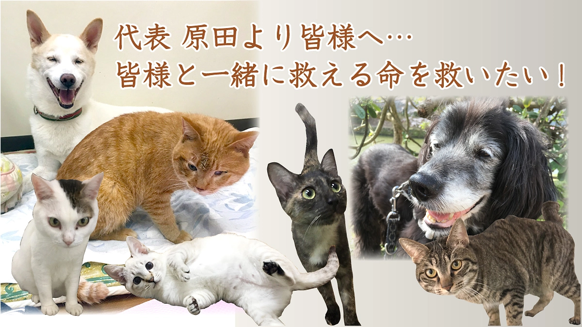 【残り6日】代表 原田より皆様へ…皆様と一緒に救える命を救いたい！