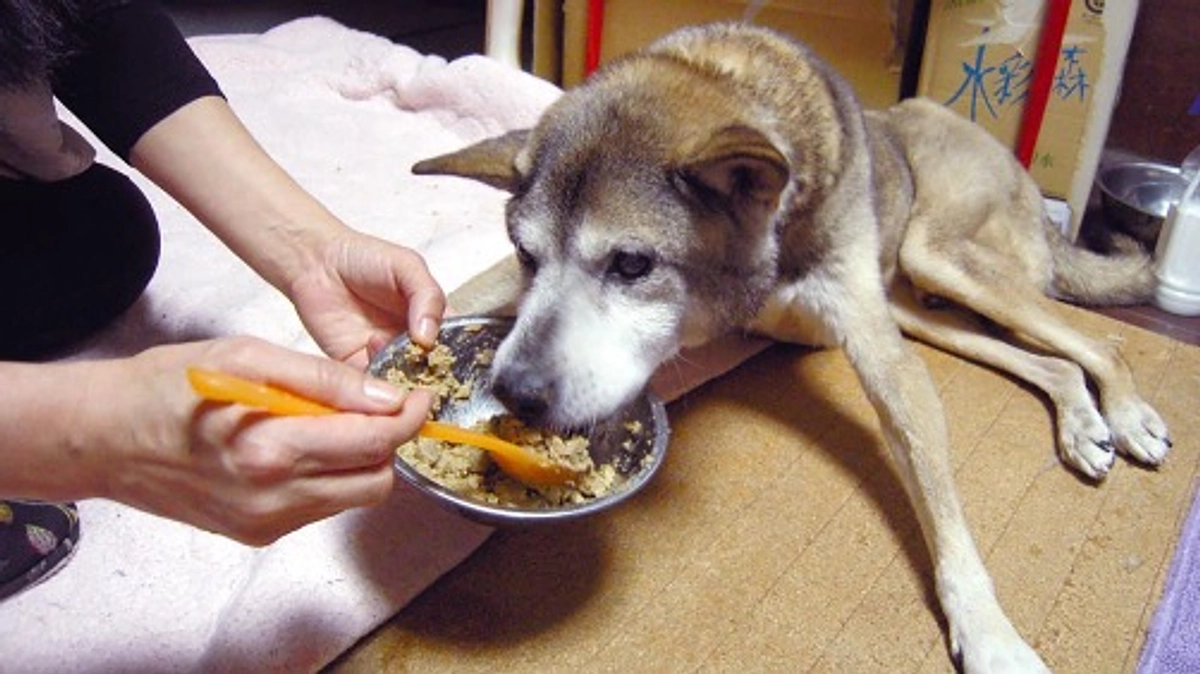 【25日までに目指せ200万円！】「犬は要らない」と公園につながれて捨てられていた犬、ジャックのお話