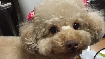 愛犬バンビの僧帽弁閉鎖不全症の手術費を助けてください のトップ画像