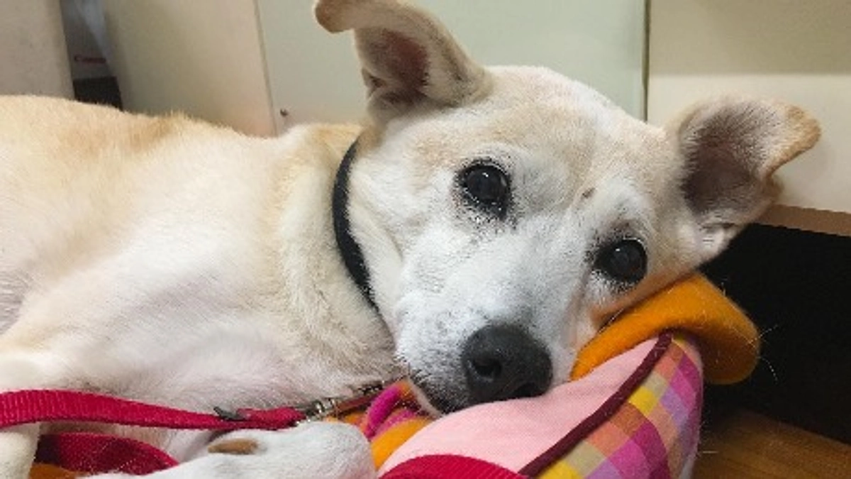 【残り5日28日までに250万円】高齢犬の介護について。最期まで犬猫たちと幸せな時間を過ごせるように