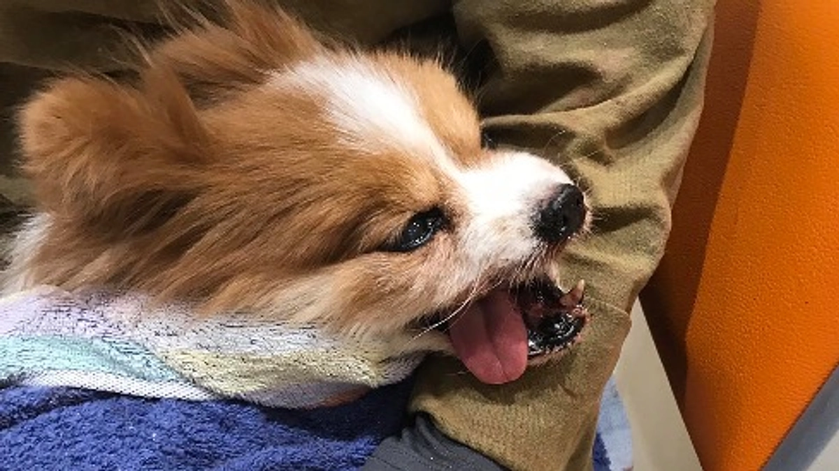 【残り5日！28日までに目指せ250万円！】ピーチの口から血が噴き出した、血の海の惨劇。