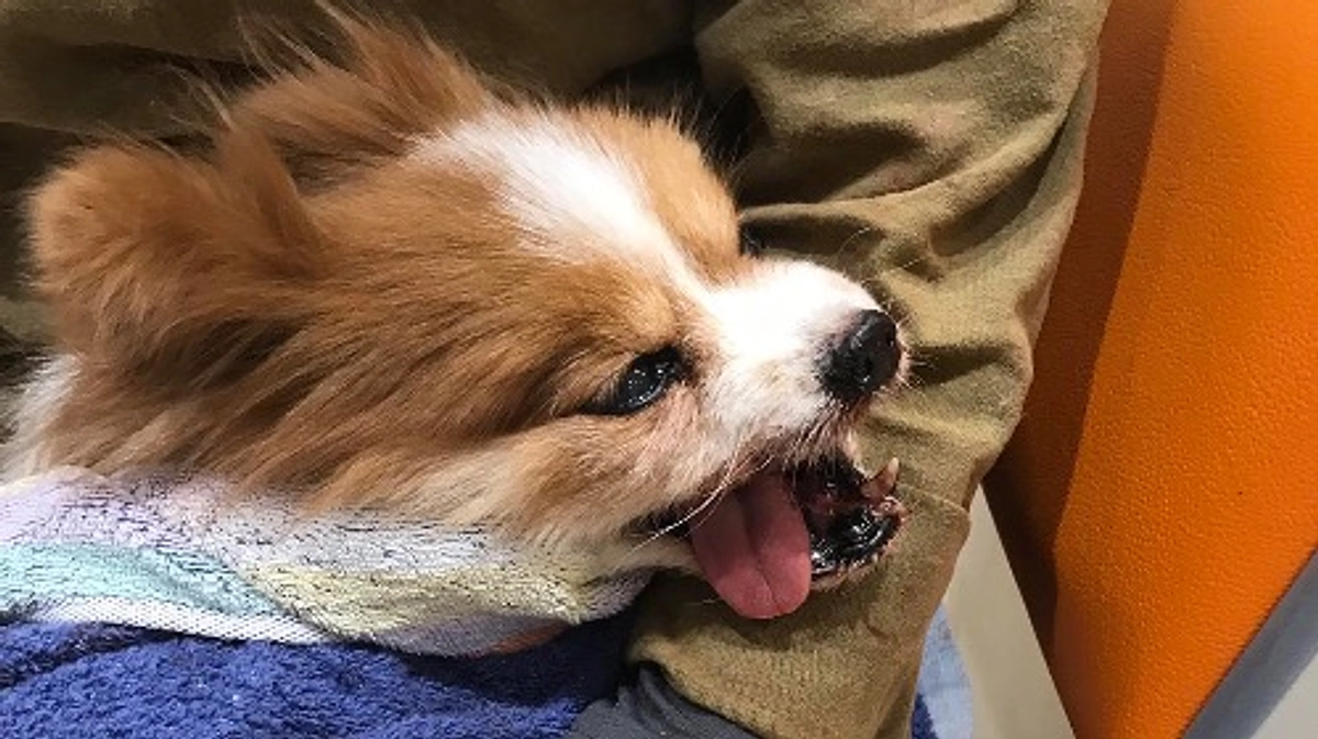 【残り5日！28日までに目指せ250万円！】ピーチの口から血が噴き出した、血の海の惨劇。