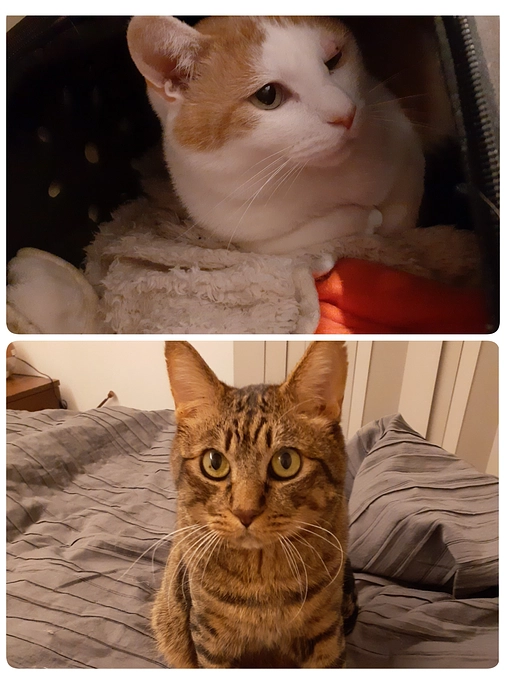 【ちゃたん君】【凪君】の医療について