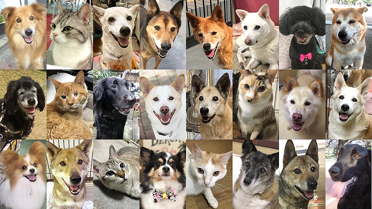 マザールーフが作った保護猫・犬にも優しい病院。更なる充実にご支援を 2枚目