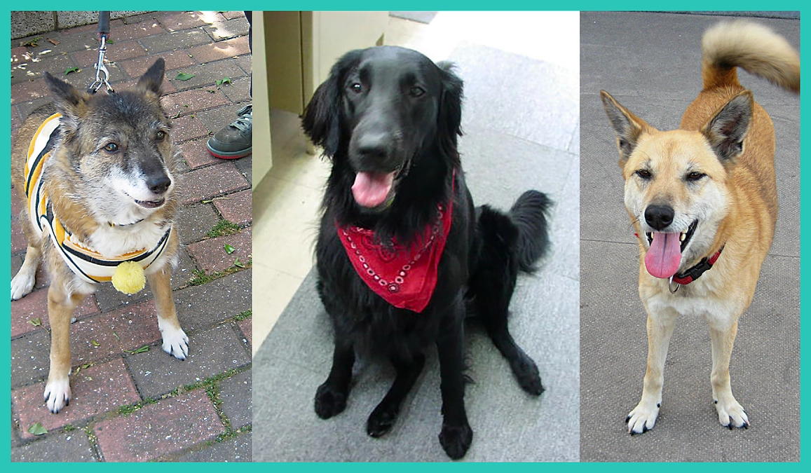 【第一目標まであと62万5千円！】発見が遅れると命を落とす危険性がある病気「胃捻転」について