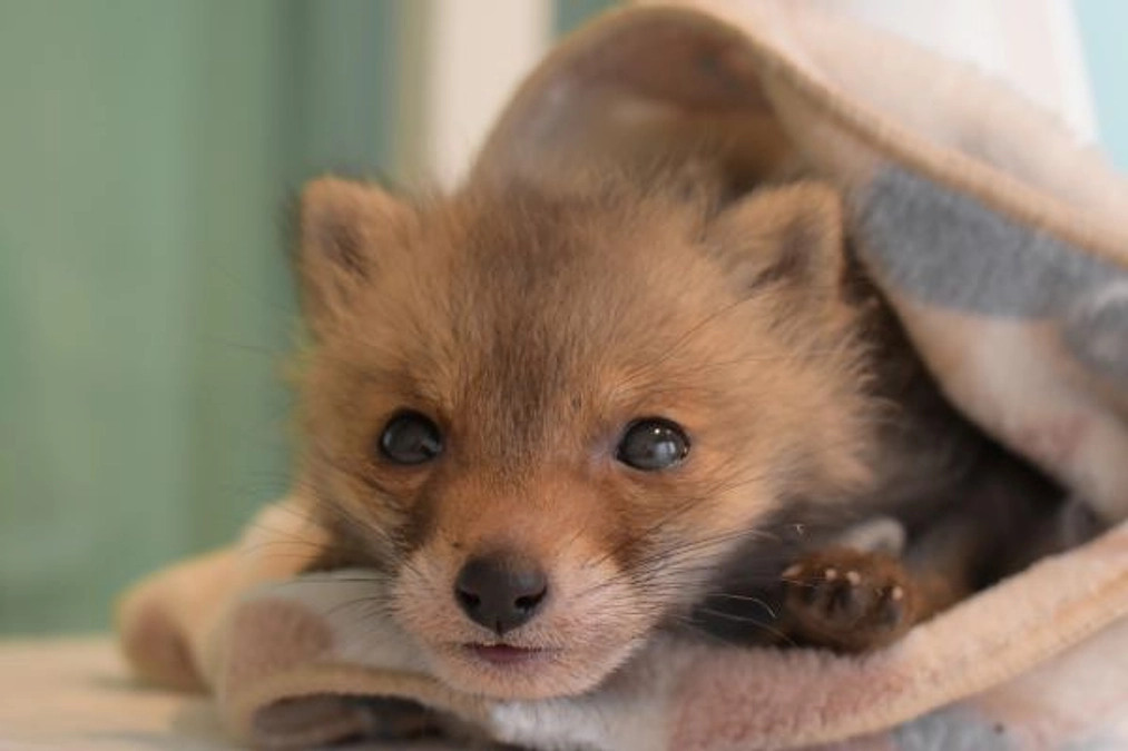 【保護情報】衰弱したキツネの幼獣