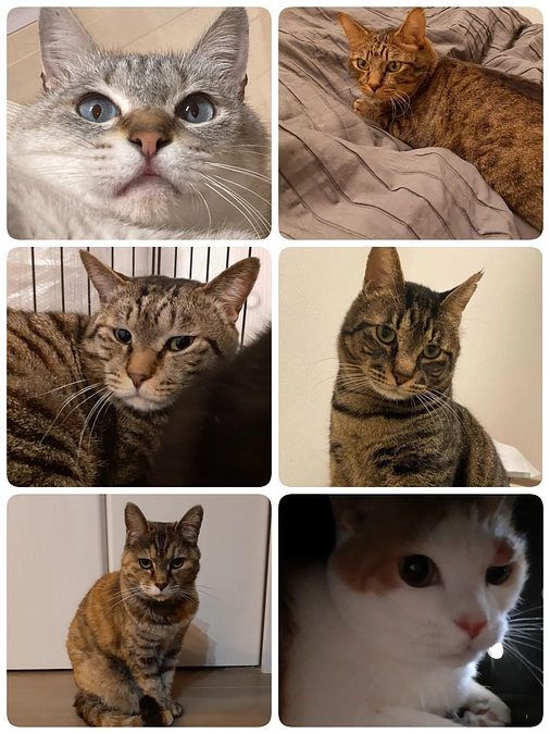 7匹の医療のご報告