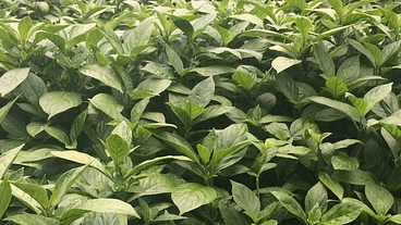 沖縄の藍文化継承・創造拠点を作りたい！ のトップ画像