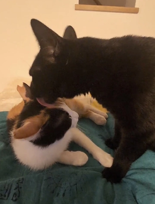 ミケちゃん（ハルちゃん）正式譲渡です！