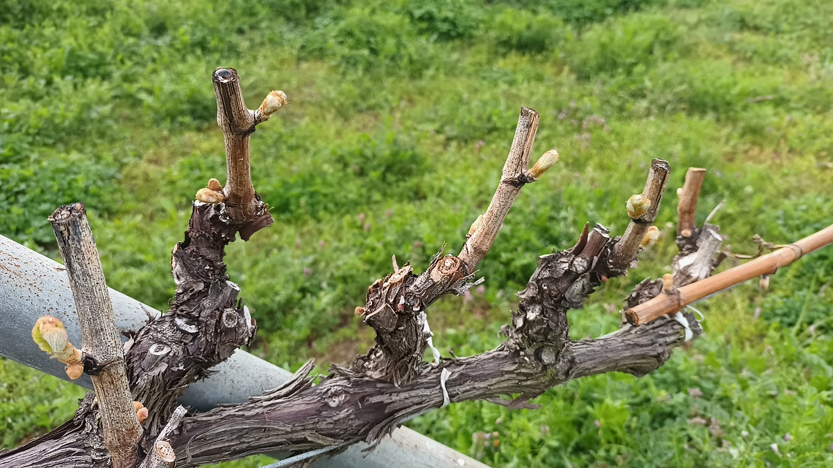 公開1週間を終え