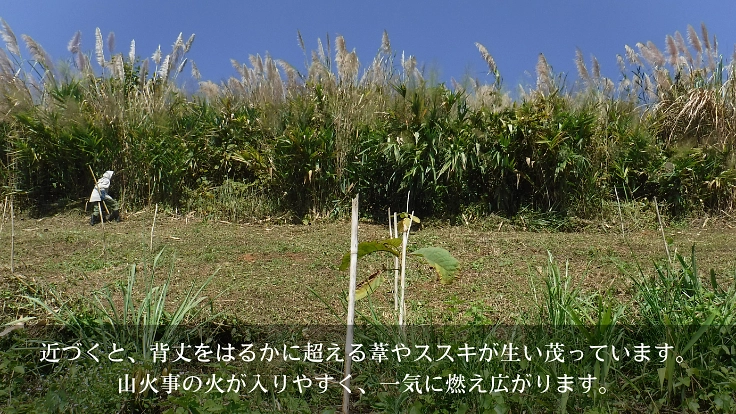 森を守ることは、生活と文化を守ること。タイの森再生プロジェクト 6枚目