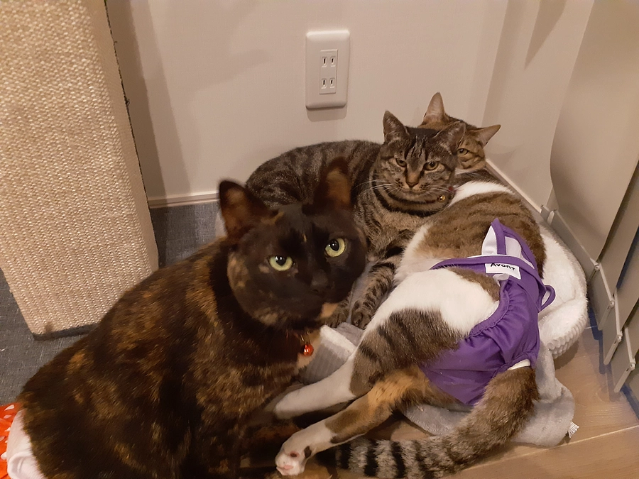 毎月11日「イオン幸せの黄色いレシートキャンペーン」