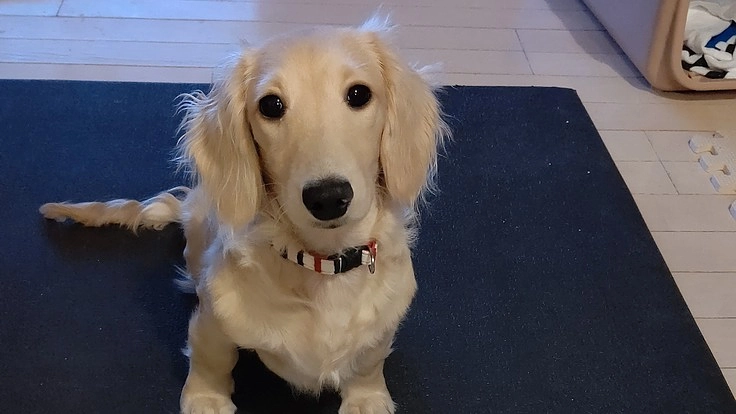 ダックス「ももこ」の両足脛骨異形成骨切矯正手術のご支援を