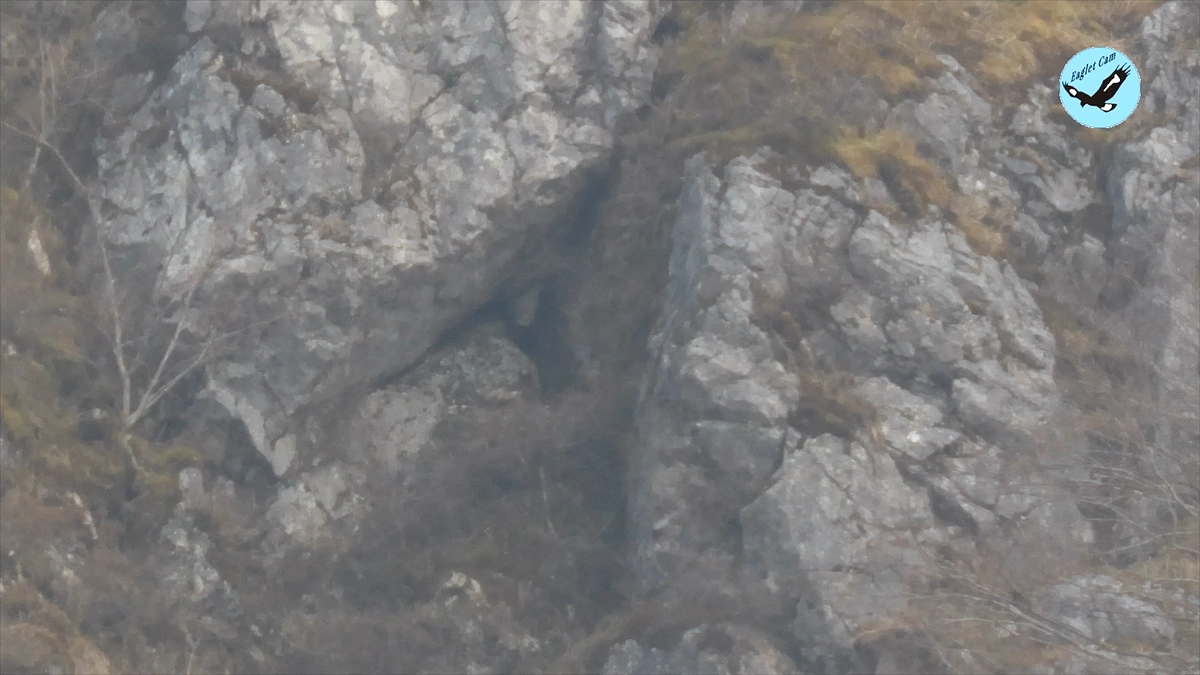 伊吹山のイヌワシ繁殖状況2024年4月10日