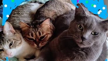 捨てられて野良化した猫達の避妊去勢と餌代のご支援をお願い致します！ のトップ画像