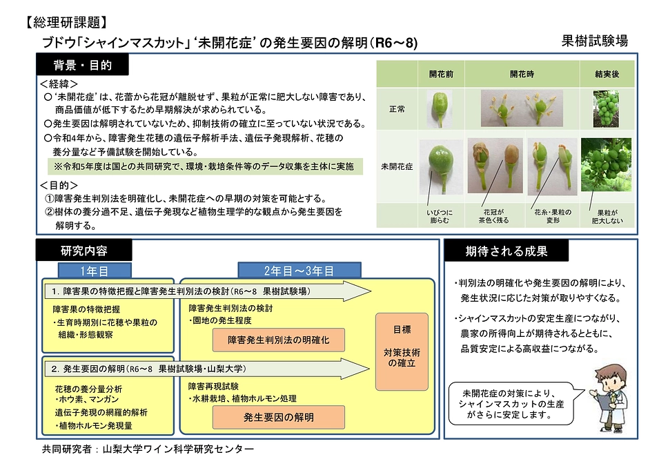 生食用ブドウの研究も頑張っています！