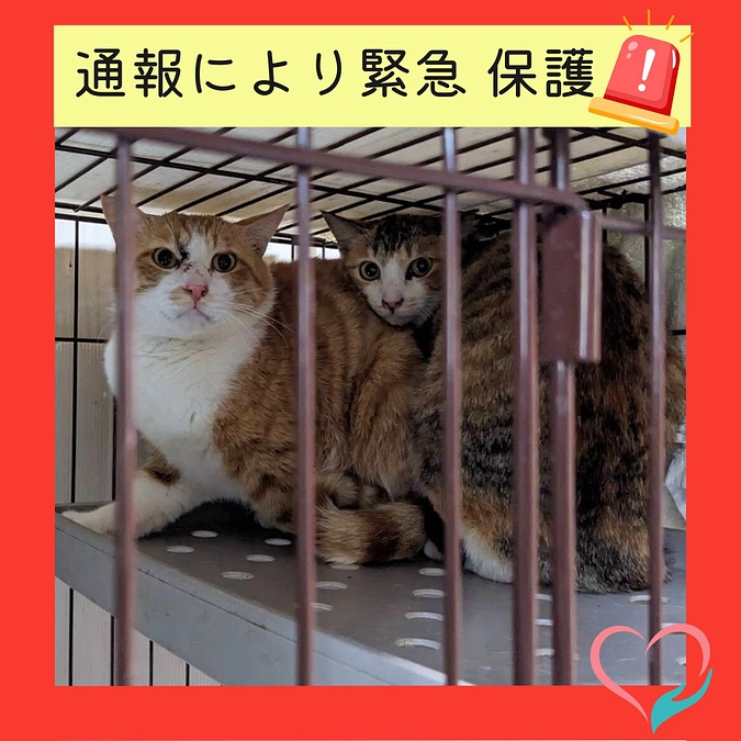 🚨トラバサミ被害か？！片脚が途中から切れている子を緊急保護🚨