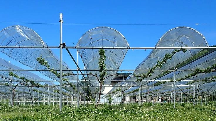 夢は故郷でワイナリー！ ワイン用ブドウの栽培拡大に向けて！　