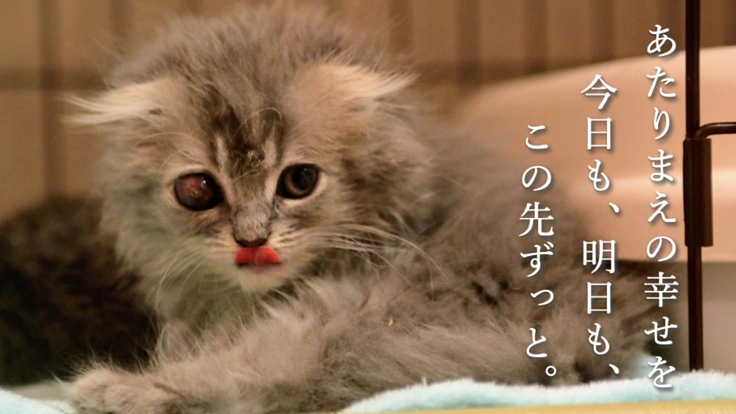 保護猫の医療費にご支援を。今を懸命に生きる小さな命の未来を守りたい