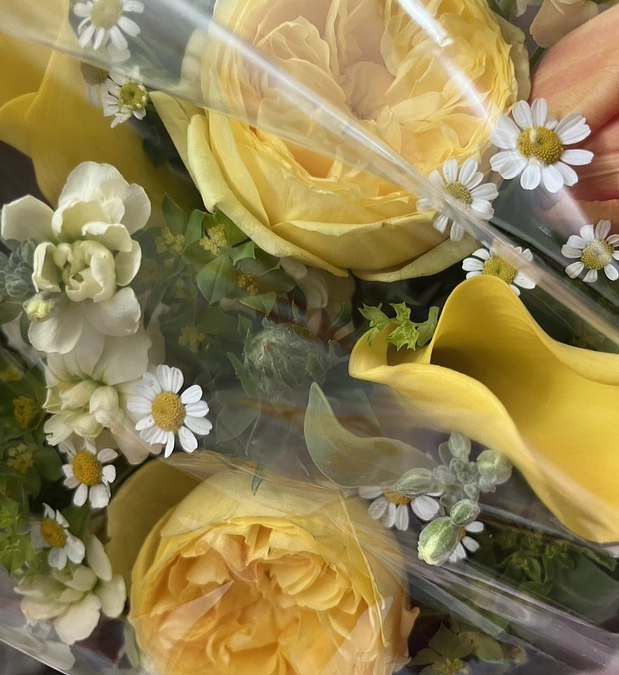 【訃報】最後まで頑張った疥癬のタヌキ