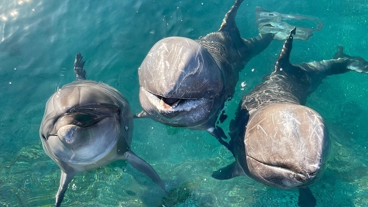 室戸ドルフィンセンター|人もイルカもハッピーになる体験をプレゼント