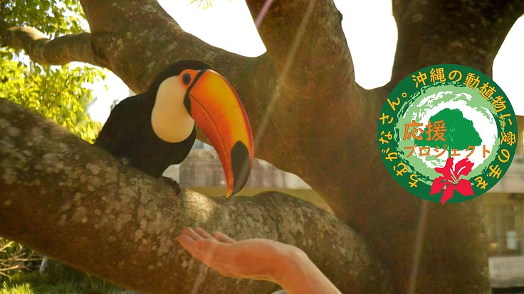 心から愛おしい沖縄の動植物に愛の手を|ネオパーク応援プロジェクト