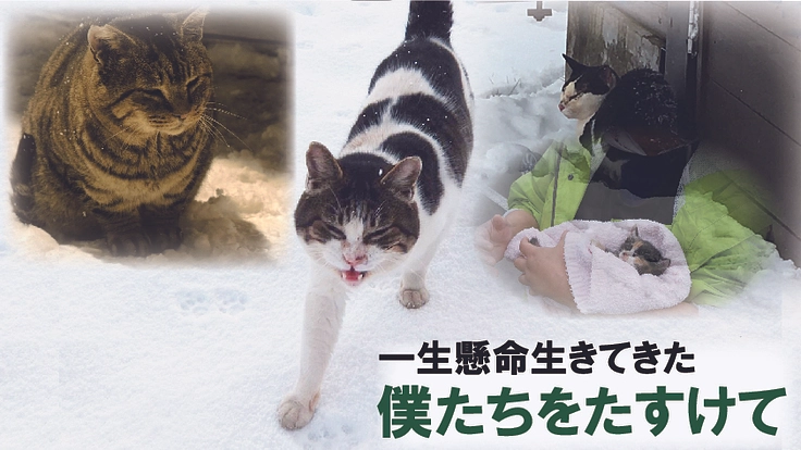 凍死する猫達を救いたい〜緊急対応設備を整えたシェルター設置の実現を