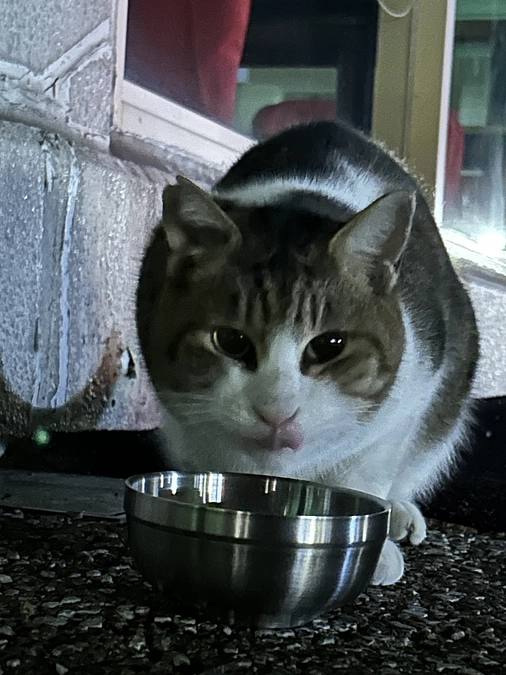 地域猫達の日常