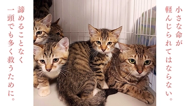 どんな命にも、幸せになる権利がある。猫の命を守る活動継続にご支援を のトップ画像