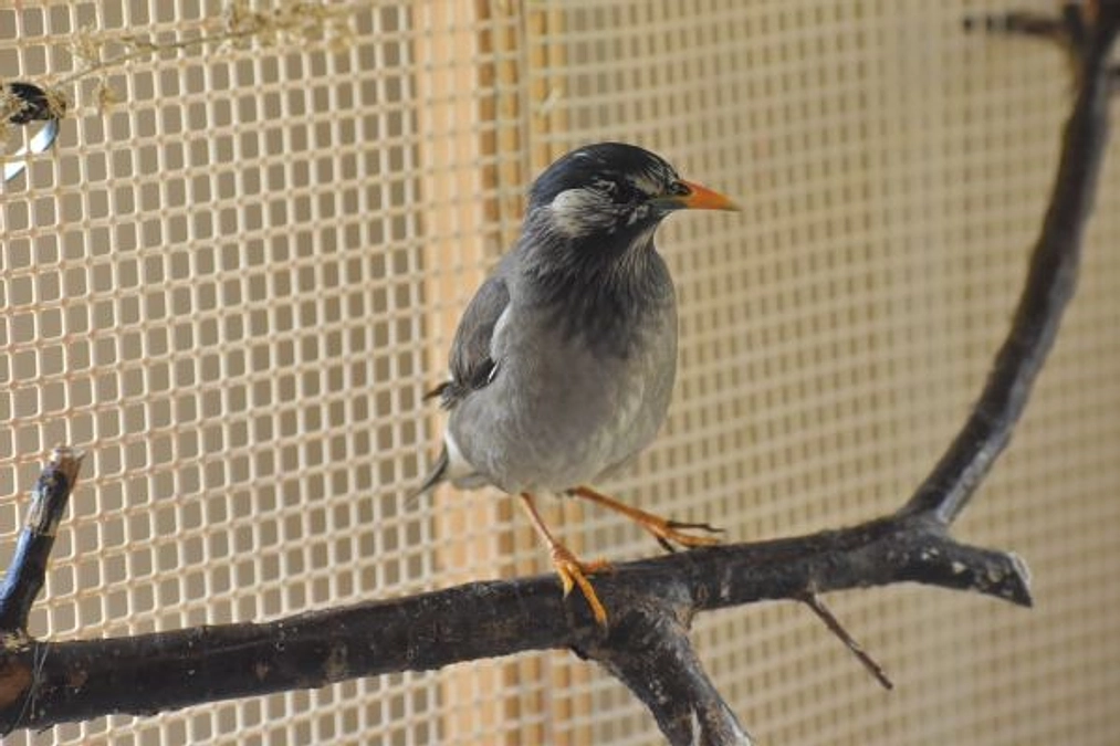 【保護情報】木に逆さ吊りになっていたムクドリ