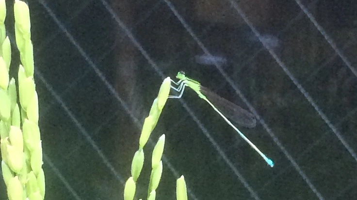 しっかり手を使って引き算。理数離れは、引き算から始まっています。