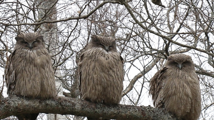 絶滅危惧種シマフクロウの未来を守りたい。給餌活動・調査にご支援を！