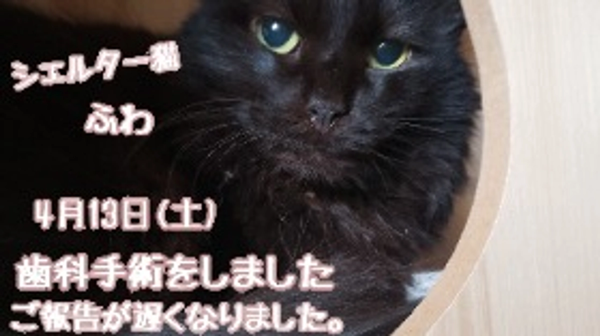 シェルター猫『ふわ』の抜歯手術