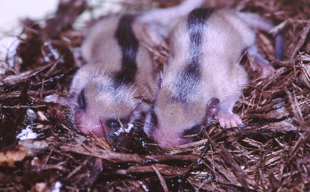 【リターン不要な方向け】全力応援コース｜1万円