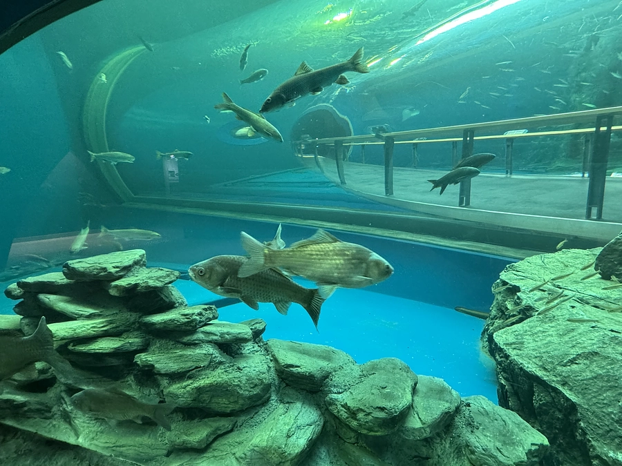 トンネル水槽再開しました！！