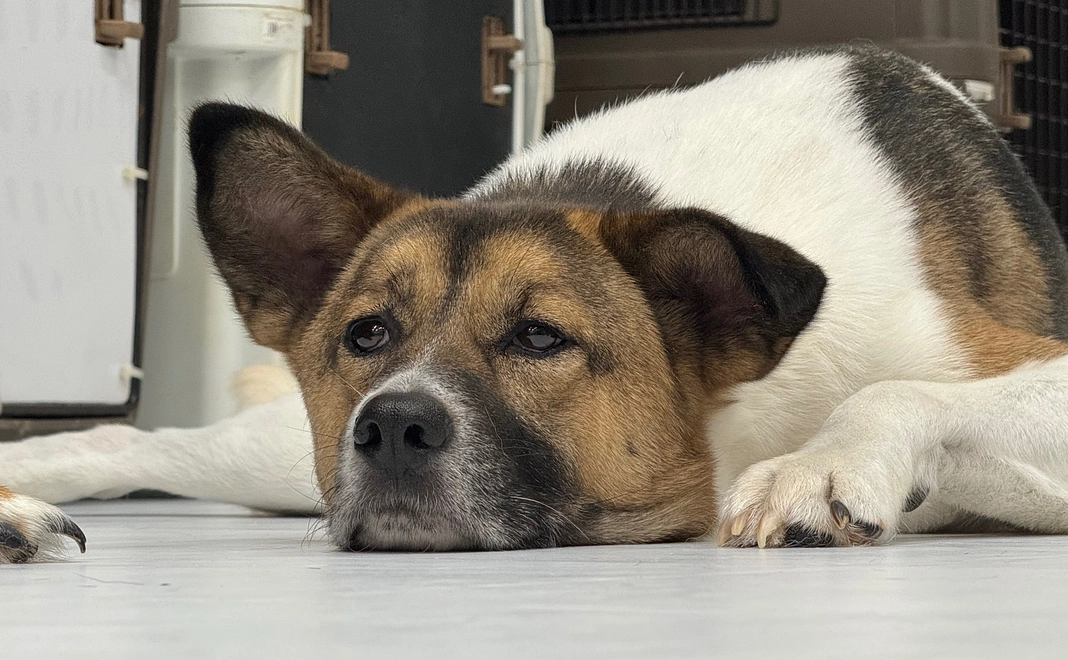 応援コース|3千円