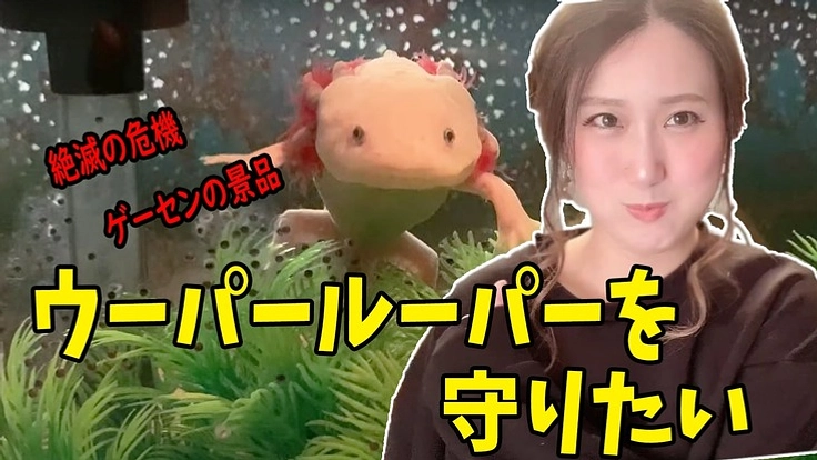 絶滅危機のウーパールーパーを守りたい～正しい飼育法を広め恩返しする