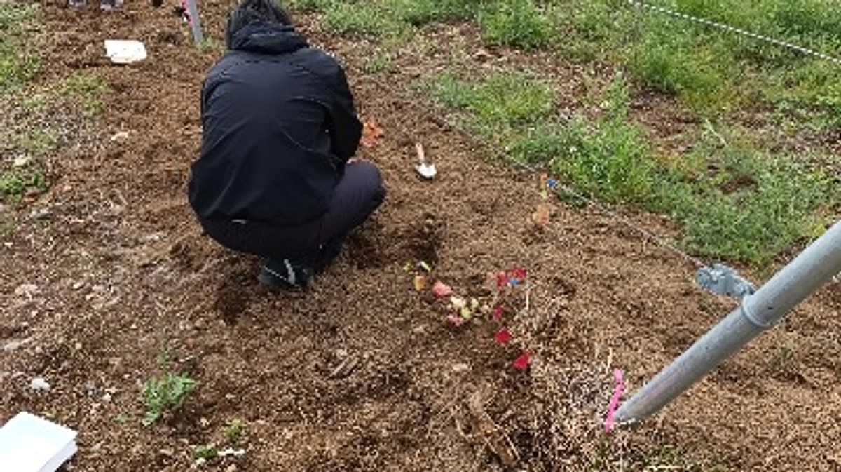 苗の植え付けをしました