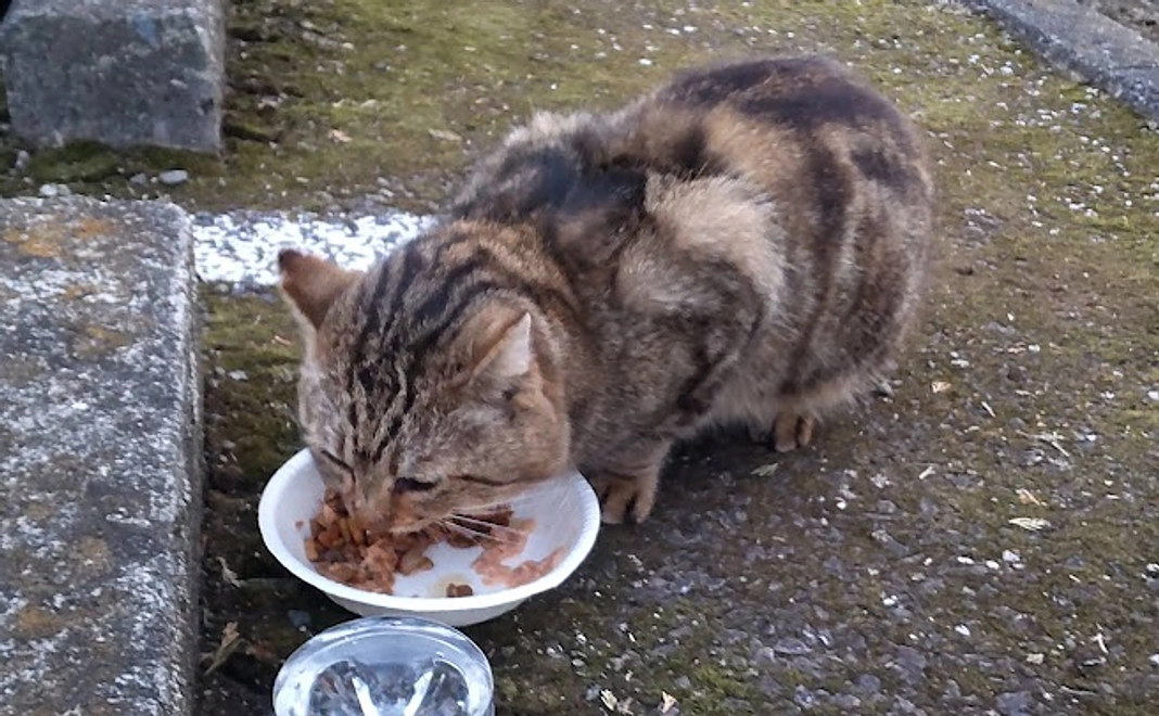 リターン不要1,000円コース