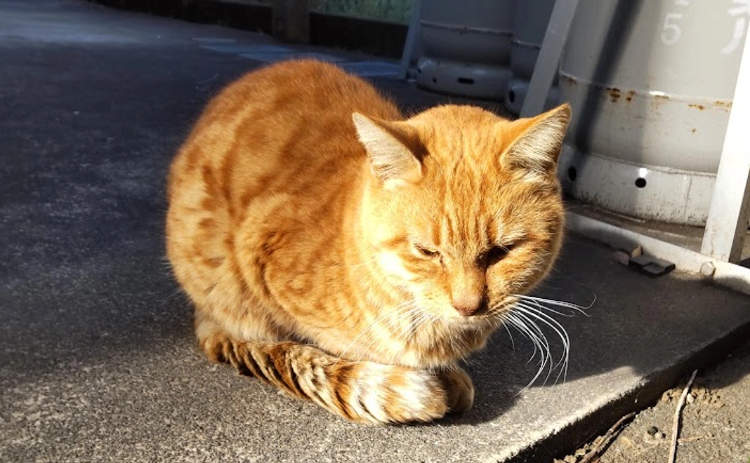 リターン不要500円コース