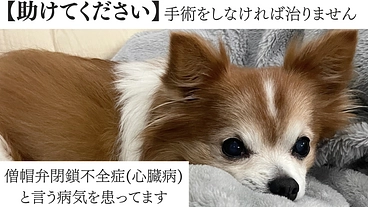 【僧帽弁閉鎖不全症（心臓病）】ほくとの命を手術で助けたい！！ のトップ画像