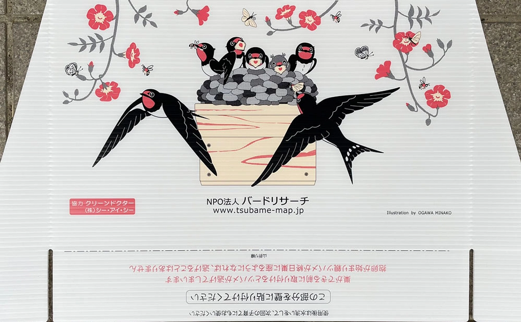 ツバメのフン受け(巣台とヒナ)