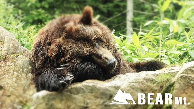 ベア・マウンテン|自然に近い環境でエゾヒグマを守り続けていくために